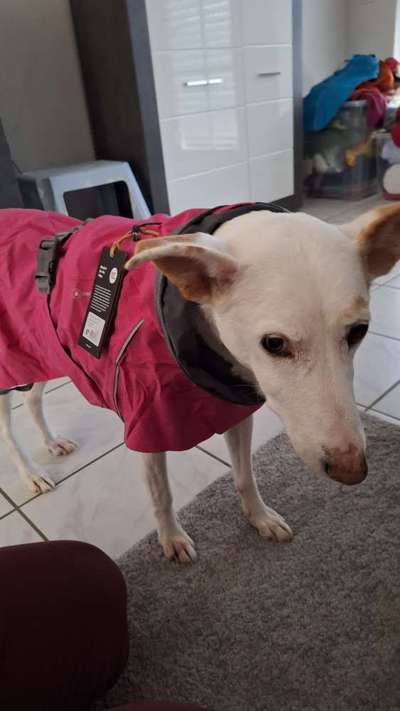 Rückenlänge Jack Russel Terrier-Beitrag-Bild