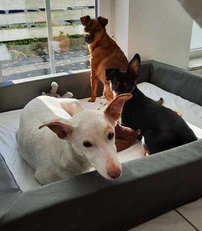 TierschutzhundeStammtisch🐕-Beitrag-Bild