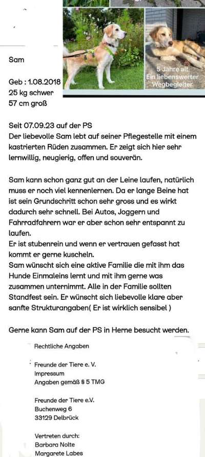 Tierschutzhunde suchen ein Zuhause-Beitrag-Bild