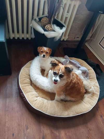 Die Dogorama Kalender Challenge 4/4-Beitrag-Bild