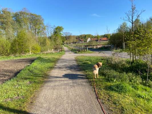 Hundetreffen-Gassi/Spielfreunde in Sudmühle/Handorf-Bild