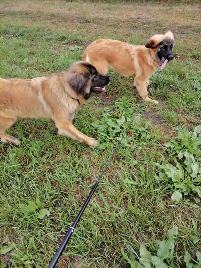 Leonberger-Beitrag-Bild