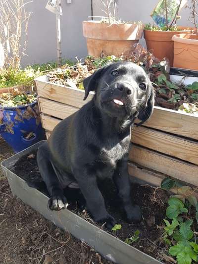 Welpen Bilder !-Beitrag-Bild