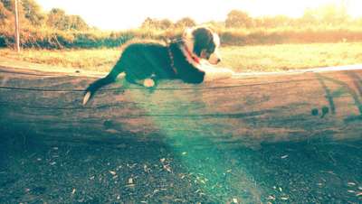 Dein Hund im Dogorama-Kalender 2021-Beitrag-Bild