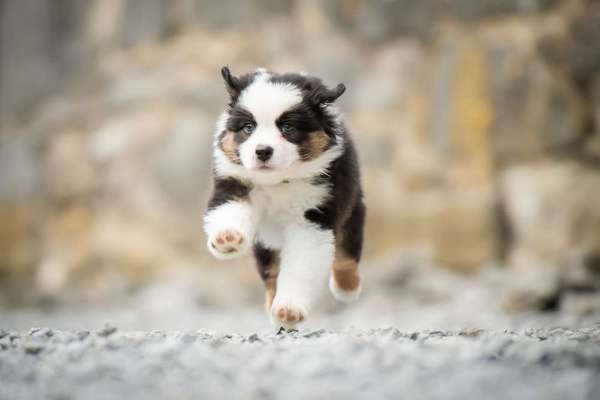 Dein Hund im Dogorama-Kalender 2021-Beitrag-Bild