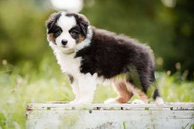 Dein Hund im Dogorama-Kalender 2021-Beitrag-Bild