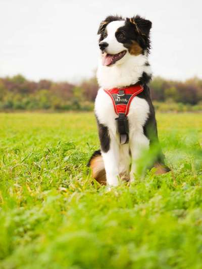 Foto's und Hundemodels-Beitrag-Bild