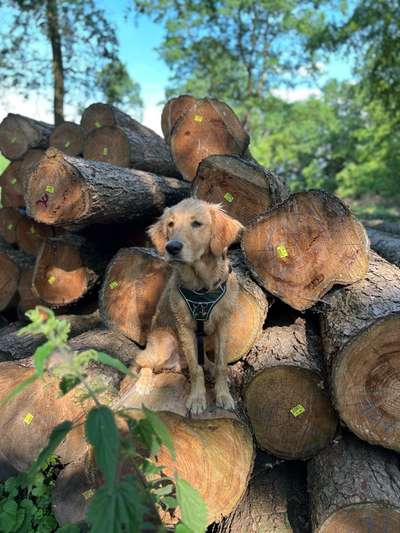 Hundetreffen-Gemeinsame Spaziergänge-Bild