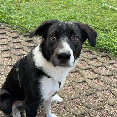 Hundetreffen-Gemeinsame Spaziergänge-Bild