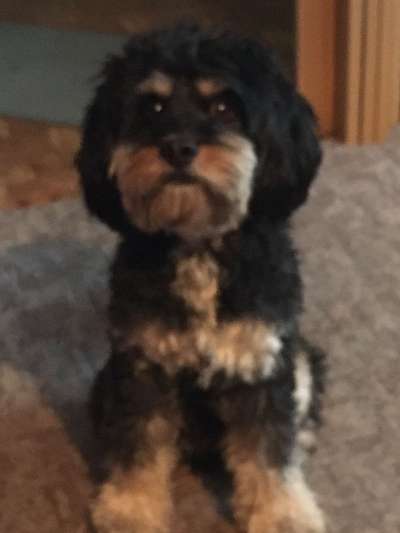 Mischlingshunde Foto Aufruf-Beitrag-Bild