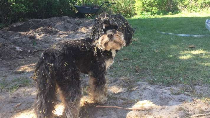 FOTOCHALLENGE 72 - Glücklicher Hund im Schmuddel-Look-Beitrag-Bild