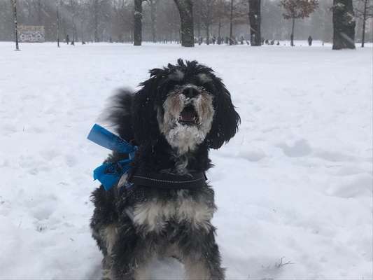 Dogorama Photo Challenge - Es wird nochmal kalt!-Beitrag-Bild