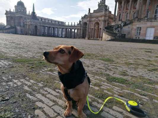 Hundetreffen-Hundetreffen-Bild