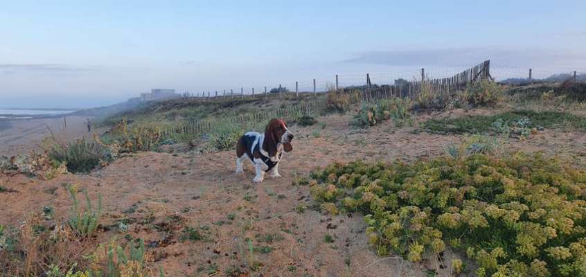 Basset Hound-Beitrag-Bild