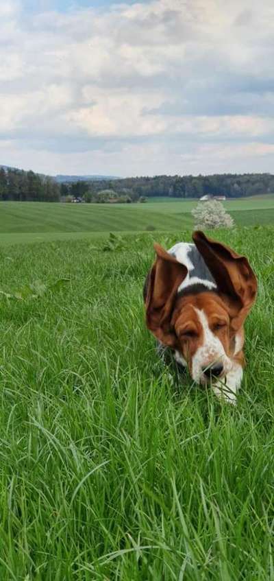 Basset Hound-Beitrag-Bild