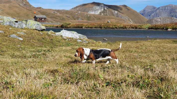Basset Hound-Beitrag-Bild