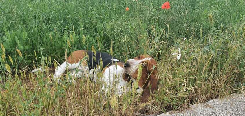 Basset Hound-Beitrag-Bild
