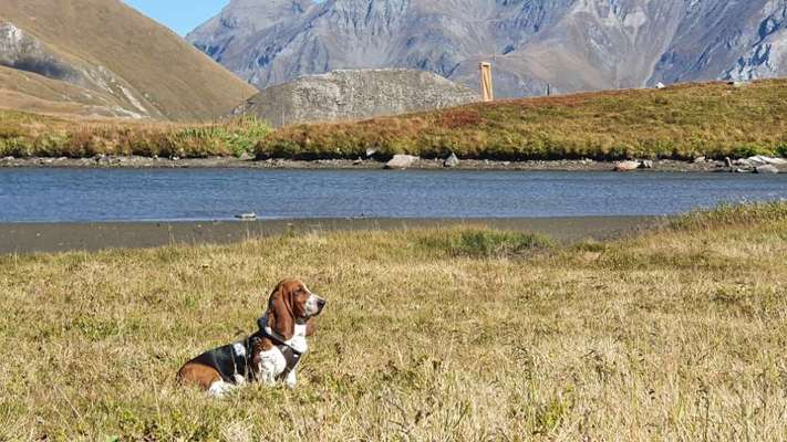 Basset Hound-Beitrag-Bild