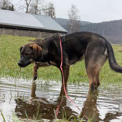Hundetreffen-Gassi mit Spaß-Bild