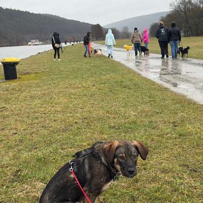 Hundetreffen-MainHunde-Treff-Bild