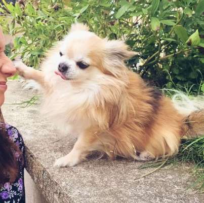 Fotochallenge Nr. 59 - Mein Hund zeigt die Zunge-Beitrag-Bild