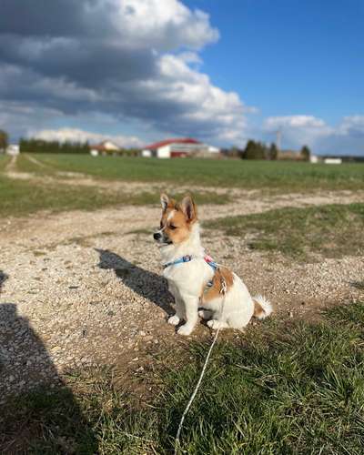 Auslandstierschutz-Beitrag-Bild
