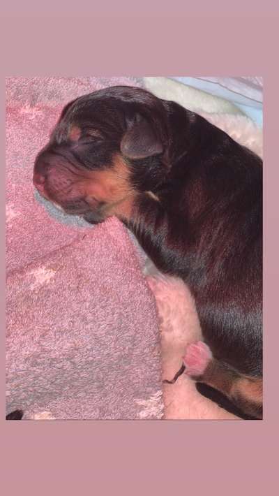 Welpen Bilder !-Beitrag-Bild