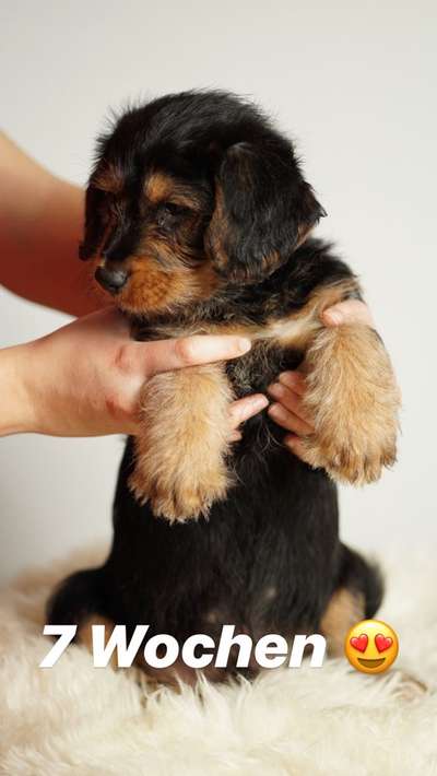 Welpen Bilder !-Beitrag-Bild
