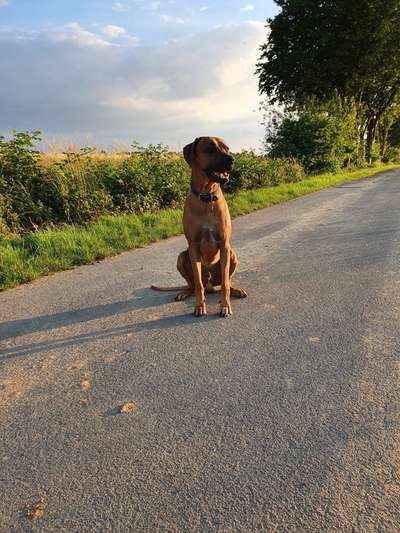 Hundetreffen-Spaziergänge-Bild