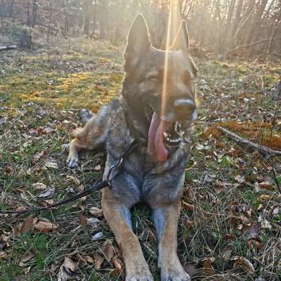 Die lustige Welt der Hunde-Mimik :)-Beitrag-Bild