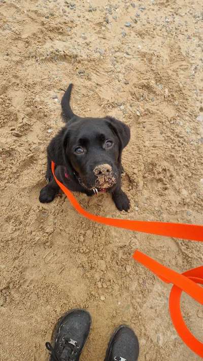 Hundetreffen-Spiel- und Spazierpartner gesucht-Bild