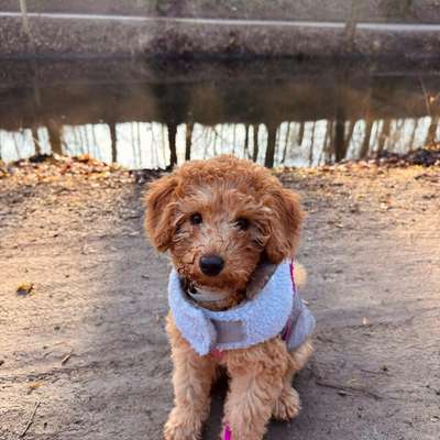 Hundetreffen-Welpentreff an der Sentruper Höhe 🐾-Bild