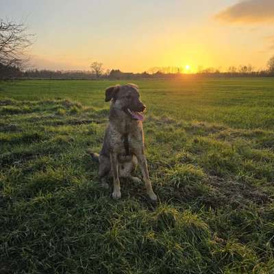 Hundetreffen-Hab ein unsicher und ängstlich hund brauchen mehr hundekontakt-Bild