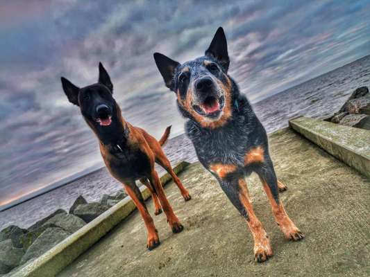 Dogorama Photo Challenge - Die besten Hundebuddys-Beitrag-Bild