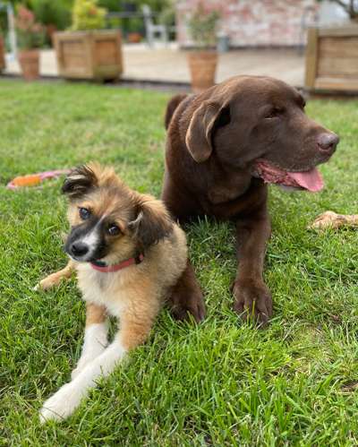 Welpen Bilder !-Beitrag-Bild