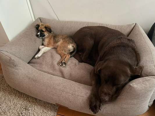 Welpen Bilder !-Beitrag-Bild