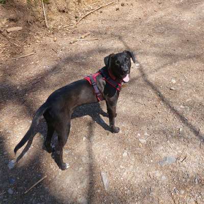 Hundetreffen-Spielgefährten-Bild