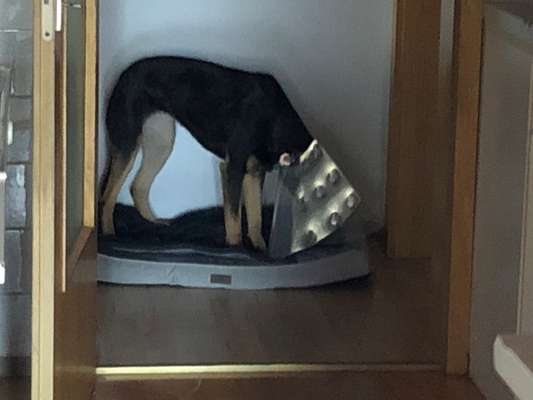 Zeige das lustigste Bild eures Hundis-Beitrag-Bild