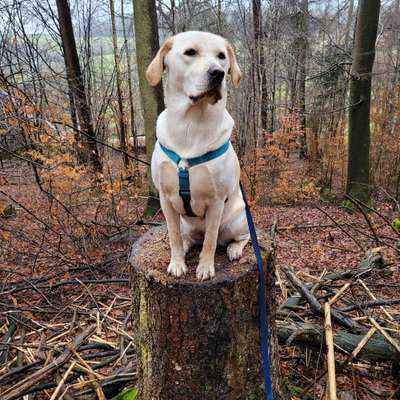 Hundetreffen-Treffen zum Spielen und/oder Spaziergang-Bild