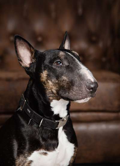 Miniatur Bull Terrier-Beitrag-Bild