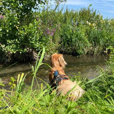 Hundetreffen-Hundebegegnungen üben-Bild