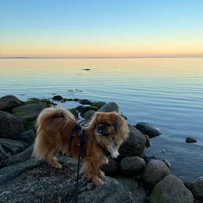 Hundetreffen-Kleine Hunde-Kumpel (Gassi und Spielen im Garten)-Bild