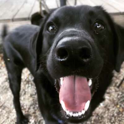 Dogorama Photo Challenge - Hundeblick zum hinschmelzen-Beitrag-Bild