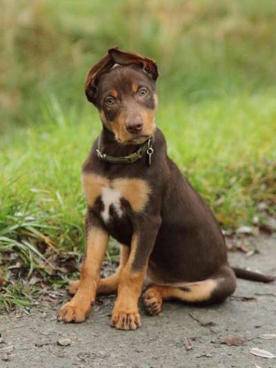 Hundetreffen-Welpentreffen bittermark, Bolmke-Bild