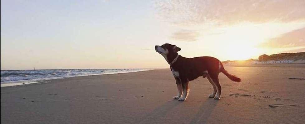 Fotochallenge Nr 50 Vom Winde verweht-Beitrag-Bild