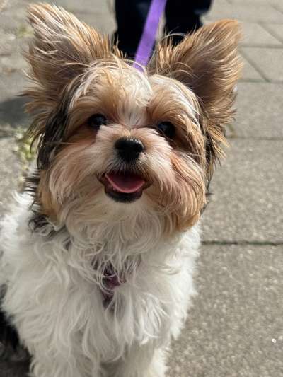Hundetreffen-Jellybean looking for playmates-Bild
