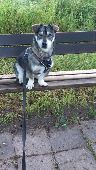 Auslandstierschutz-Beitrag-Bild