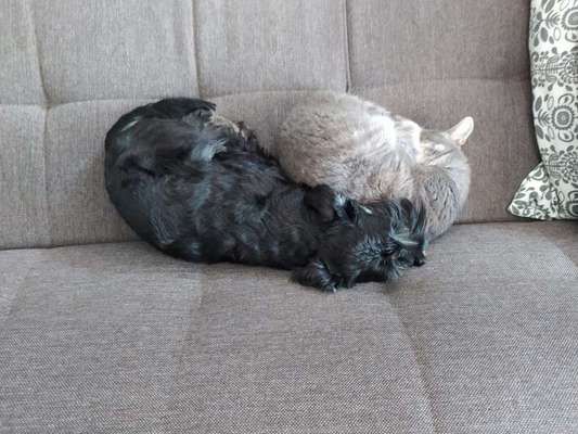 Hund und Katz Momente-Beitrag-Bild