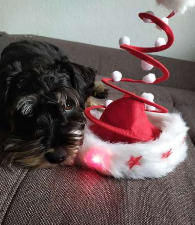 Challenge Nr. 8  Dein Hund im Weihnachtslook-Beitrag-Bild