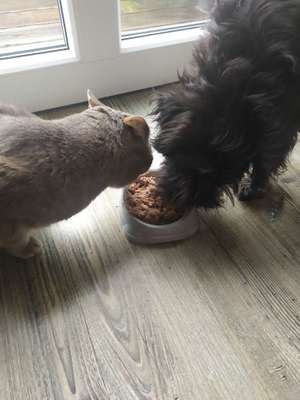 Hund und Katz Momente-Beitrag-Bild